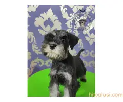 Patuljasti šnaucer Black&Silver štenci na prodaju - 2