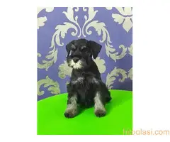 Patuljasti šnaucer Black&Silver štenci na prodaju - 5