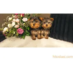 Jorkšir terijer jorki  mini - 2