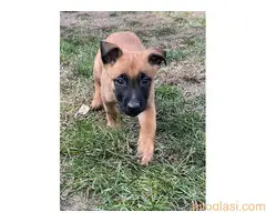 Belgijski Ovčar Malinoa - 2