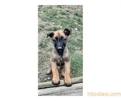 Belgijski Ovčar Malinoa - 3