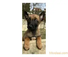 Belgijski Ovčar Malinoa - 4