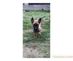 Belgijski Ovčar Malinoa - 5