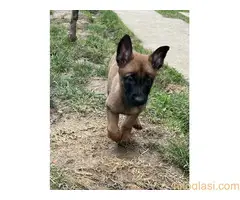 Belgijski Ovčar Malinoa - 7