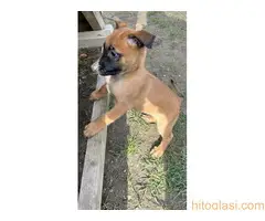 Belgijski Ovčar Malinoa - 9