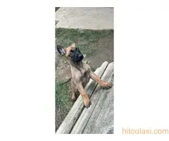 Belgijski Ovčar Malinoa - 10