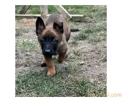 Belgijski Ovčar Malinoa - 11