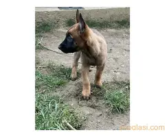 Belgijski Ovčar Malinoa - 13