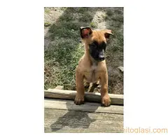 Belgijski Ovčar Malinoa - 14