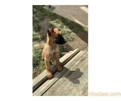 Belgijski Ovčar Malinoa - 15