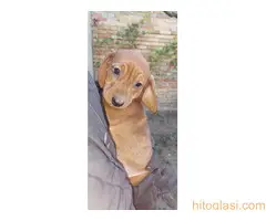 Preslatki jazavičari - 3