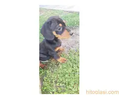 Preslatki jazavičari - 4