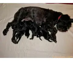 Patuljasti Snauceri Crni - Stenci - 2