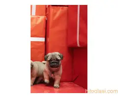 Mops Pug - 3