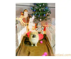 Pomeranci BOO na prodaju - 2