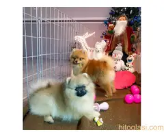 Pomeranci BOO na prodaju - 3