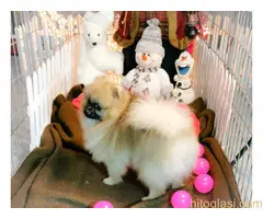 Pomeranci BOO na prodaju - 4