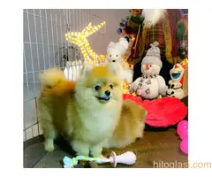 Pomeranci BOO na prodaju - 5