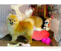 Pomeranci BOO na prodaju - 6