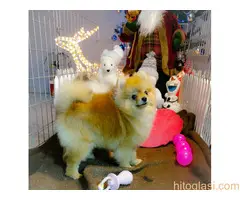 Pomeranci BOO na prodaju - 7