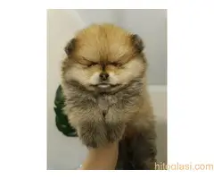 Vrhunsko leglo cistokrvnih patuljastih pomeranaca tzv boo mede - 3