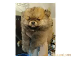 Vrhunsko leglo cistokrvnih patuljastih pomeranaca tzv boo mede - 4