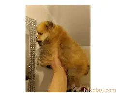 Vrhunsko leglo cistokrvnih patuljastih pomeranaca tzv boo mede - 5