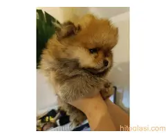 Vrhunsko leglo cistokrvnih patuljastih pomeranaca tzv boo mede - 6