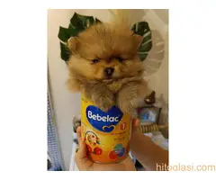 Vrhunsko leglo cistokrvnih patuljastih pomeranaca tzv boo mede - 7