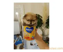 Vrhunsko leglo cistokrvnih patuljastih pomeranaca tzv boo mede - 8