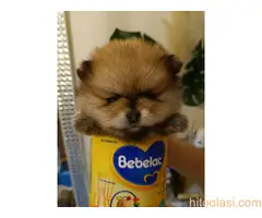 Vrhunsko leglo cistokrvnih patuljastih pomeranaca tzv boo mede - 9