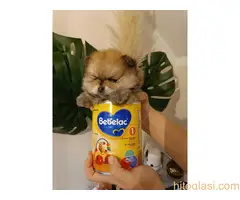 Vrhunsko leglo cistokrvnih patuljastih pomeranaca tzv boo mede - 10