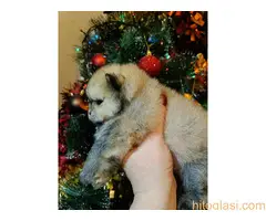 Vrhunsko leglo cistokrvnih patuljastih pomeranaca tzv boo mede - 12