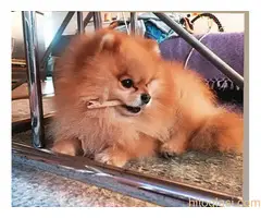 Vrhunsko leglo cistokrvnih patuljastih pomeranaca tzv boo mede - 14