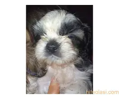 Prodaja stenaca shi-cu - 2