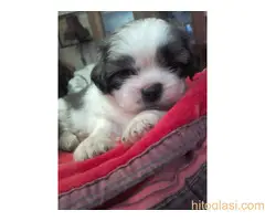 Prodaja stenaca shi-cu - 4