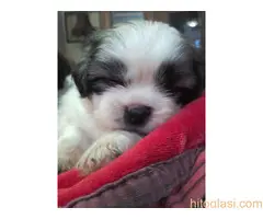 Prodaja stenaca shi-cu - 5