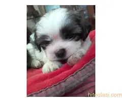 Prodaja stenaca shi-cu - 6