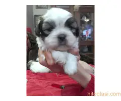 Prodaja stenaca shi-cu - 7