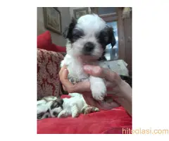 Prodaja stenaca shi-cu - 8