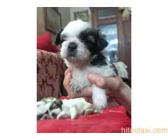 Prodaja stenaca shi-cu - 9