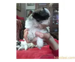 Prodaja stenaca shi-cu - 10