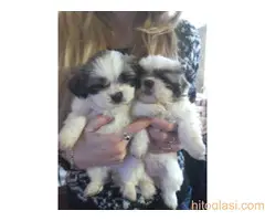 Prodaja stenaca shi-cu - 11