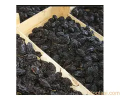 Na prodaju suva šljiva (Sterlej, Rod 2023) bez koštice rehidrirana, extra kvalitet - 3