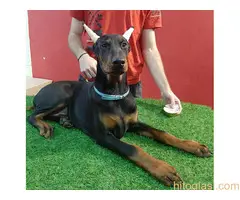 Štenci dobermana - 2