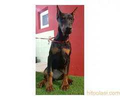 Štenci dobermana - 3