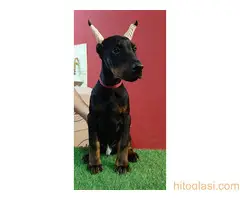 Štenci dobermana - 4