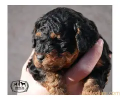 Toy pudla fantom - 2