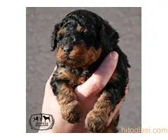 Toy pudla fantom - 3