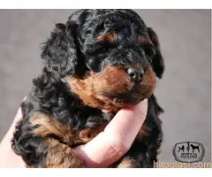 Toy pudla fantom - 4